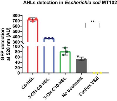 Lactonase-mediated inhibition of quorum sensing largely alters phenotypes, proteome, and antimicrobial activities in Burkholderia thailandensis E264